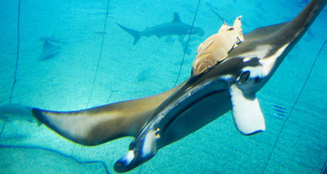 日本大阪海游馆一日票(儿童\/学生\/成人票+机场